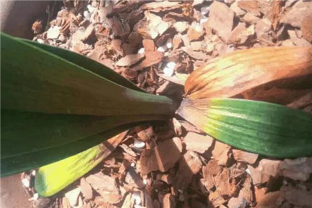 君子兰叶子发黄是啥原因