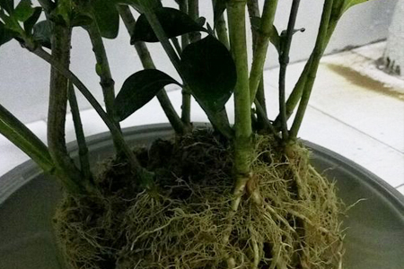 栀子花秋天能分株吗