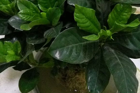 栀子花秋天能分株吗