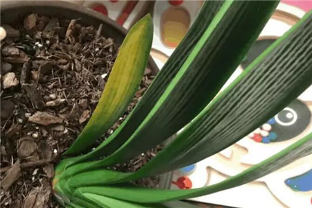 君子兰叶子发黄是啥原因