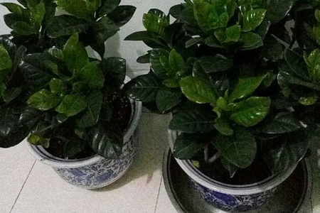 栀子花秋天能分株吗