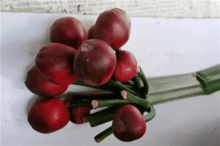 君子兰怎么播种