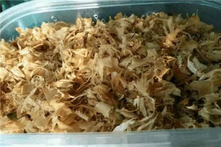 君子兰怎么播种