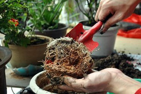 栀子花用什么土种好