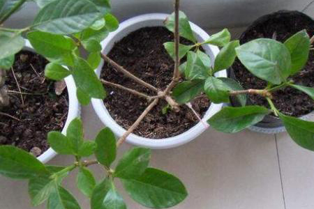 栀子花用什么土种好