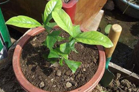 栀子花用什么土种好