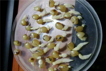 君子兰怎么播种