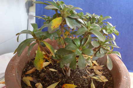 杜鹃花黄叶掉叶解决办法