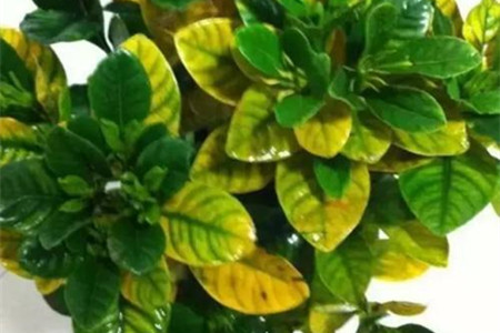 杜鹃花黄叶掉叶解决办法