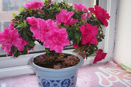 杜鹃花黄叶掉叶解决办法