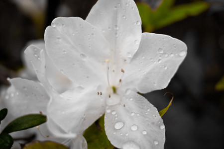 杜鹃花黄叶掉叶解决办法