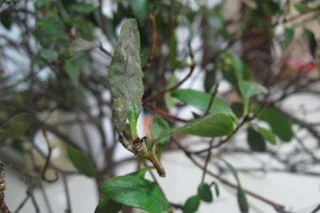 杜鹃花黄叶掉叶解决办法