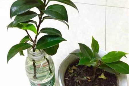 山茶花水生根繁殖办法