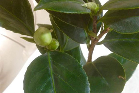 山茶花水生根繁殖办法