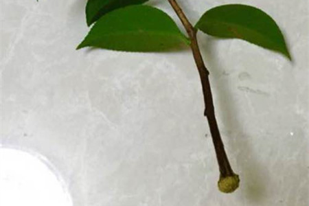 山茶花水生根繁殖办法