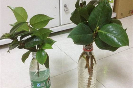 山茶花水生根繁殖办法