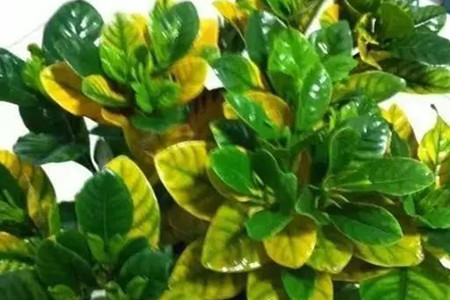 杜鹃花黄叶掉叶解决办法