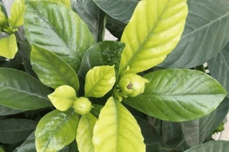 杜鹃花黄叶掉叶解决办法