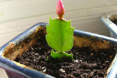 蟹爪兰怎么扦插