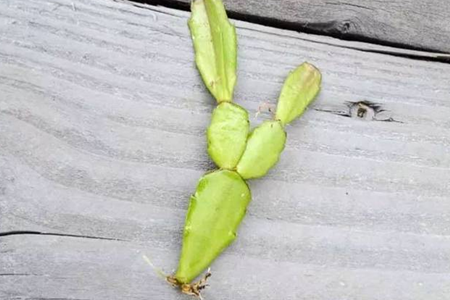 蟹爪兰怎么扦插