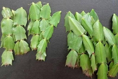 蟹爪兰怎么扦插