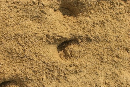 龟背竹用什么土养