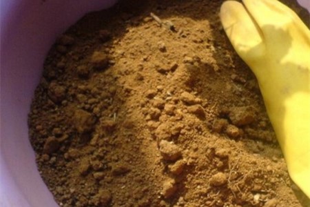 龟背竹用什么土养