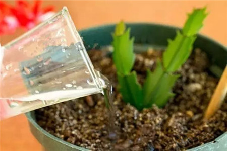 蟹爪兰怎么扦插