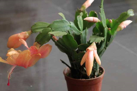 蟹爪兰叶子干瘪解决办法