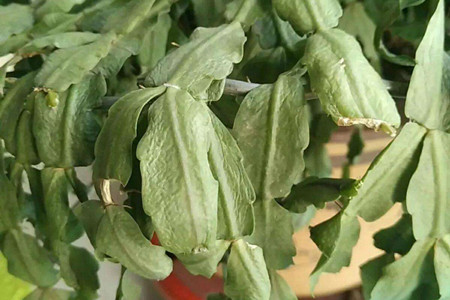 蟹爪兰叶子干瘪解决办法