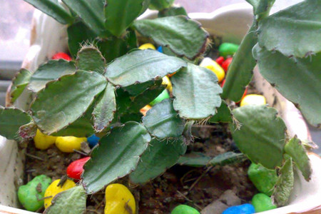 蟹爪兰叶子干瘪解决办法