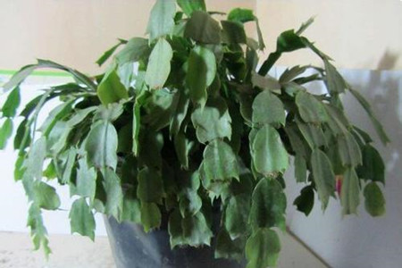 蟹爪兰叶子干瘪解决办法