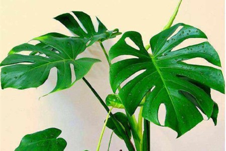 龟背竹夏天怎么养