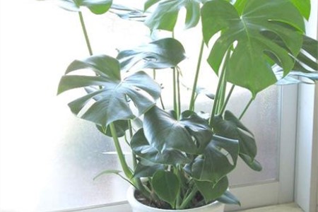 龟背竹夏天怎么养