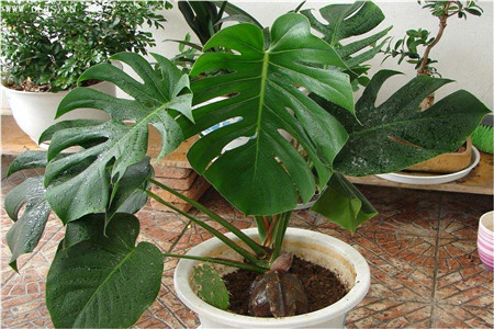 龟背竹夏天怎么养