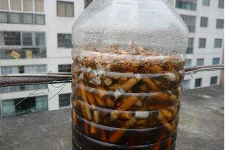 怎么消灭绿萝的小飞虫