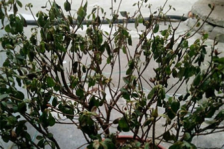 杜鹃叶子蔫了解决办法