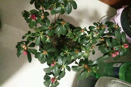 杜鹃叶子蔫了解决办法