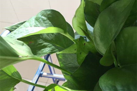 怎么消灭绿萝的小飞虫