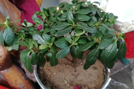 杜鹃叶子蔫了解决办法