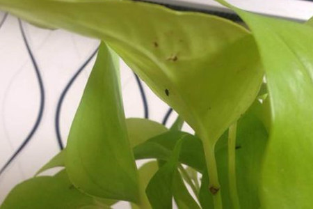 怎么消灭绿萝的小飞虫