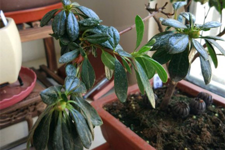 杜鹃叶子蔫了解决办法