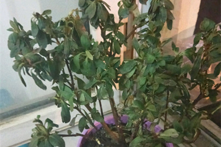 杜鹃叶子蔫了解决办法