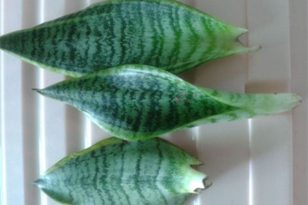 虎皮兰怎么繁殖