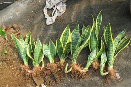 虎皮兰怎么繁殖