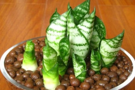 虎皮兰怎么繁殖