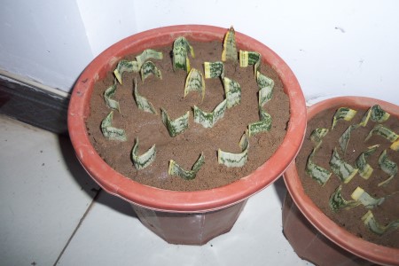 虎皮兰怎么繁殖