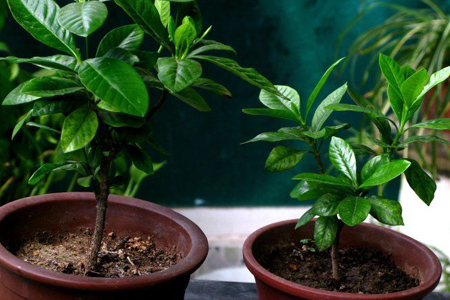 栀子花秋天能移栽吗