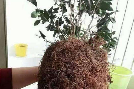 栀子花秋天能移栽吗