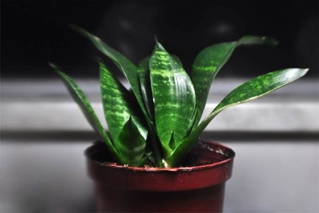 虎皮兰怎么浇水